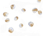 Antibody product image